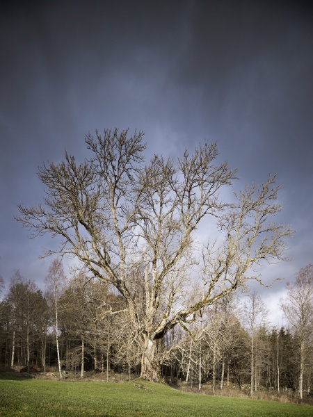 Giant Trees of Scania