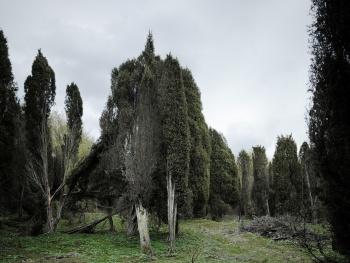 Giant Trees of Scania