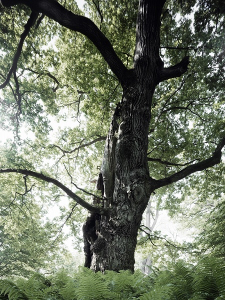 Giant Trees of Scania